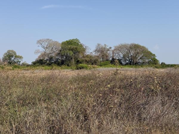 Een typisch Pantanal landschap